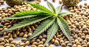 Exploring Cannabis Seeds Missouri A Complete Guide Exploring Cannabis Seeds Missouri A Complete Guide