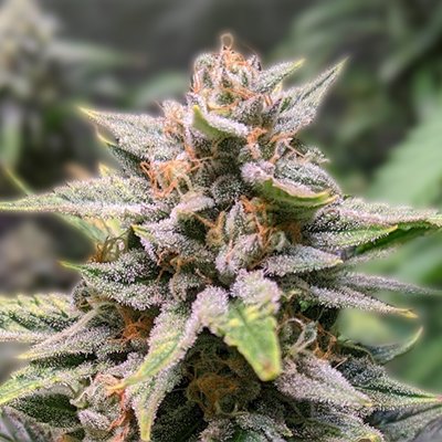 Exploring Cannabis Seeds Missouri A Complete Guide Exploring Cannabis Seeds Missouri A Complete Guide